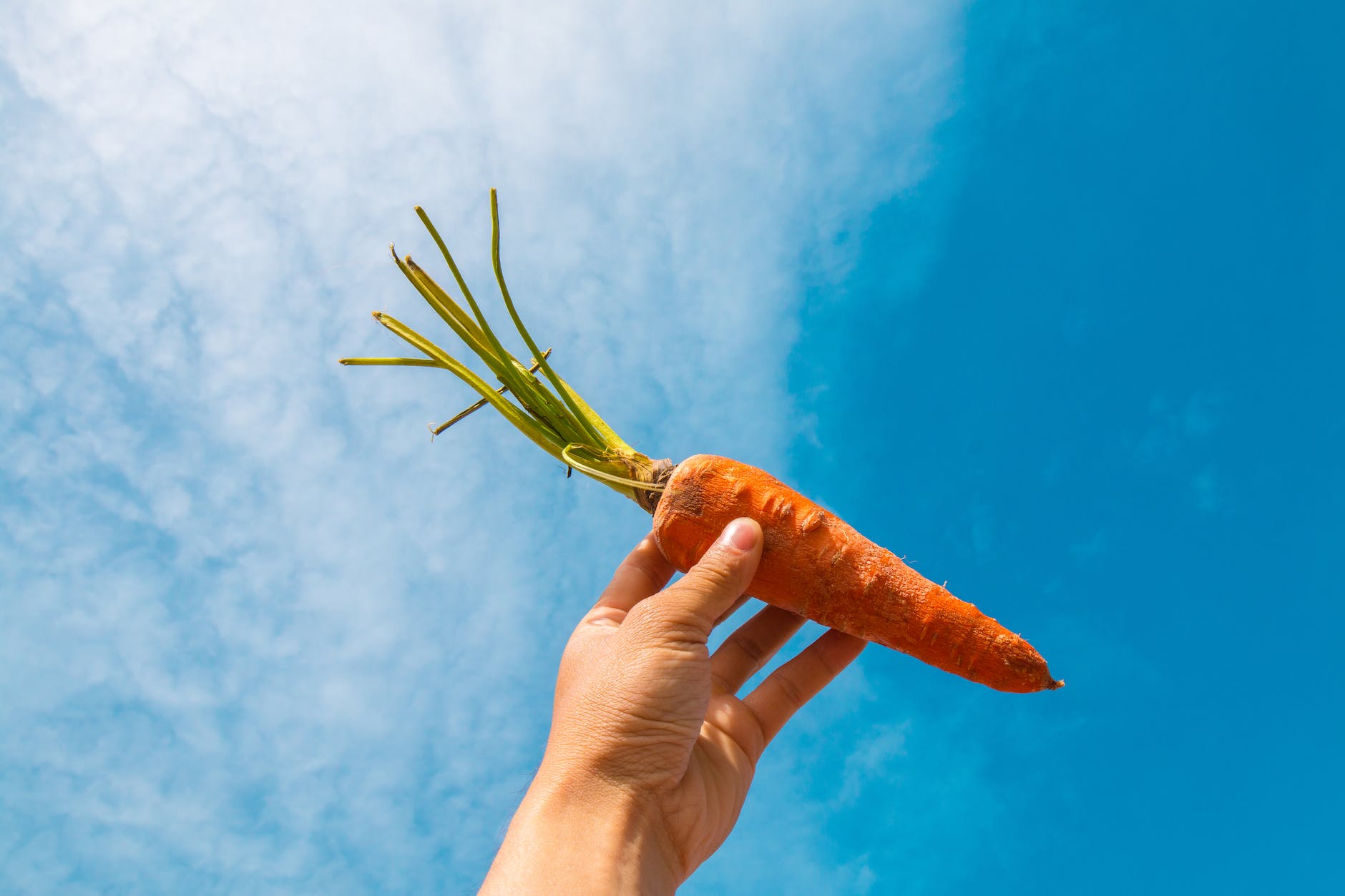 Fuel Your Health with Fresh Organic Carrots